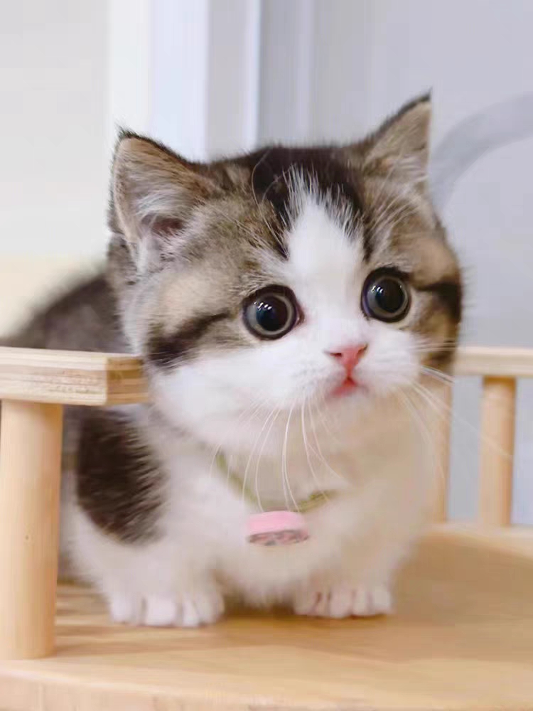 猫舍直销,批发价出售,曼基康矮脚猫